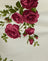 Bouquet Roses Cream