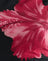  Black Hibiscus Flower Pink