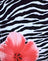  Floral Zebra