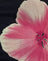  Watercolour Floral Black and Pink