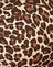  Rar Leopard